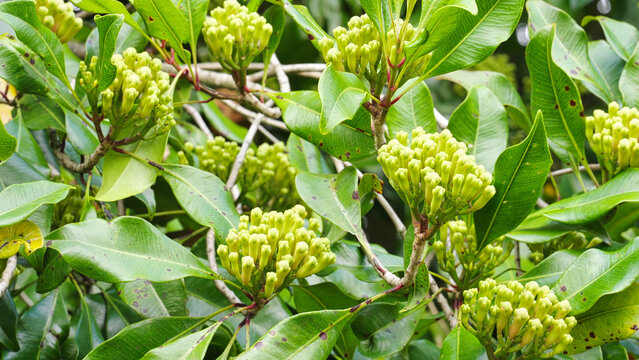 closeup, clove bud spice and leaves on tree branch in indonesia, harvest