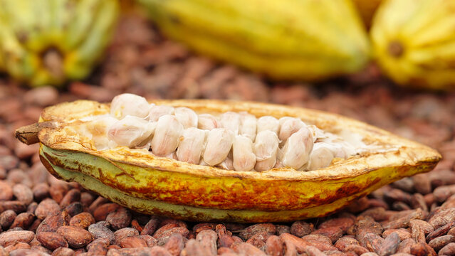 Harvested theobroma cacao pod, forastero type, fresh white cocoa beans, on dried beans