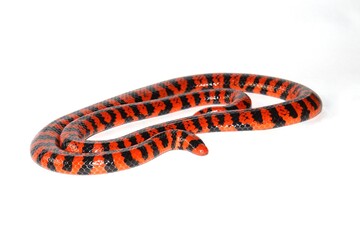 Anilius scytale (Coral Cylinder Snake) full body on white background