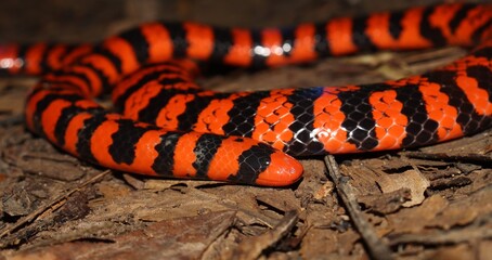 Close-up of Anilius scytale (Coral Cylinder Snake) head in leaf litter