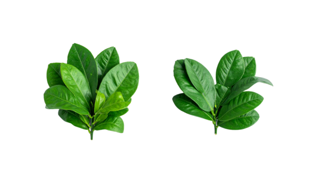 Overhead pomelo leaves botanical collection isolated on transparent background