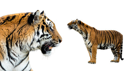 Majestic tiger duo with natural stripes isolated on transparent background