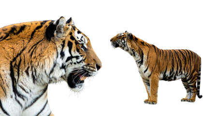 Majestic tiger duo with natural stripes isolated on transparent background