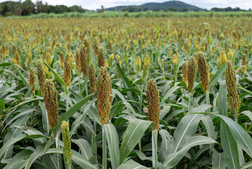 อุตสาหกรรมเพาะปลูกข้าวฟ่าง