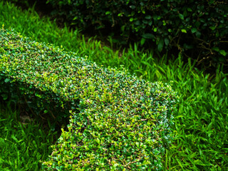 Topiary trees decoration park background, green leaves garden plant outdoor spring time nature foliage for tourism travel vacation in holidays, environment ecosystem concept.