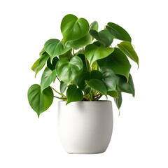 Small Green Plant Growing on Stone Garden Path on Transparent Background