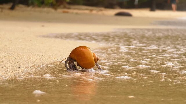 Solitary hermit crab moving cautiously along wet sandy shoreline 