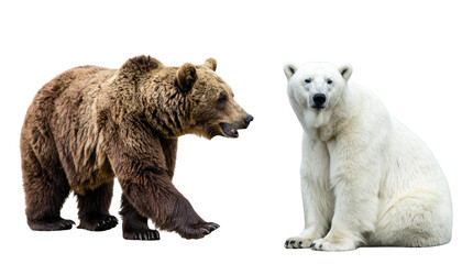 Grizzly and polar bear pair animal bundle isolated on transparent background
