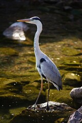 Fototapeta premium Grey heron at the lake.
