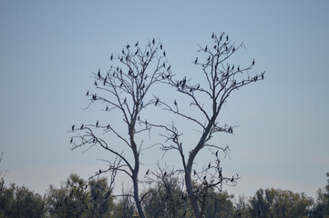 Cormorants on dry trees at Nature park  Kopacki rit