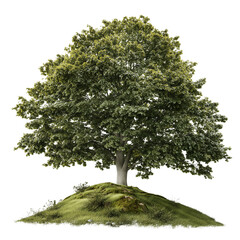 Single Resilient Tree on Mountain Top on Transparent Background