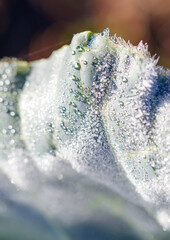 A leaf with frost on it