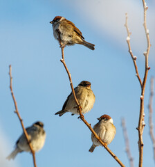 Four birds are sitting on a branch