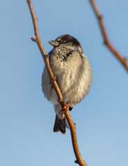 A bird is sitting on a branch