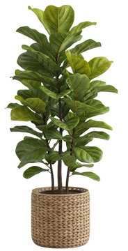 Tall fiddle leaf fig tree with large green leaves in a woven planter isolate Ficus lyrata Houseplant Indoor plant Tall plant Potted plant Home decor Interior design