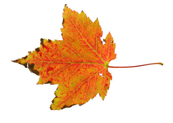 real colorful maple leaf isolated on white background