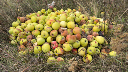 A pile of apples on the ground