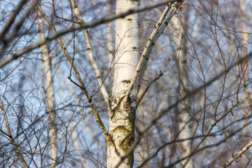 A tree with a white trunk and brown leaves