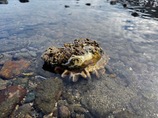 Intriguing sea anemone rests amongst the rocks in the shallows of crystal clear water