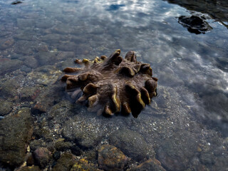 Strange sea creature resting on the rocky seafloor under sunlight reflecting