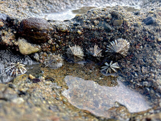 Discover tide pool treasures exploring marine life on rocky beach at the ocean's edge