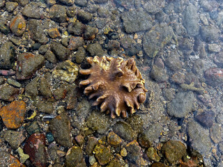 Beautiful coral resting peacefully among river rocks in clear shallow water today