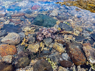 Discover colorful sea rocks and coral reef under crystal clear ocean water today