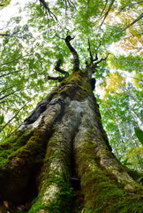 ブナの森の大樹