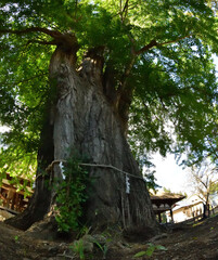 ８００年の大銀杏・大樹