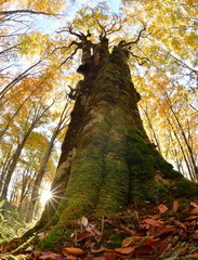 秋の紅葉と大樹