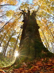 秋の紅葉と大樹