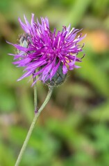 flower pink macro wild nature