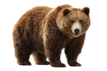 Obraz premium Juvenile brown bear standing calmly with thick coat and detailed paws, soft light accentuating natural texture, isolated on transparent background 