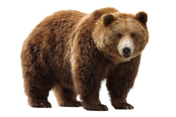 Juvenile brown bear standing calmly with thick coat and detailed paws, soft light accentuating natural texture, isolated on transparent background
