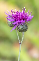 flower pink macro wild nature