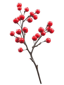 Branch of winterberry showing glossy crimson fruit clusters and fine dark stems, elegant natural curve, isolated on transparent background
