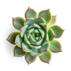 Fototapeta premium A vibrant green succulent plant with symmetrical leaves, isolated on a white background, ideal for nature themes