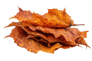 Pile of dried maple leaves in layered warm ochre and rust tones, curled edges and visible veins creating natural texture, isolated on transparent background
