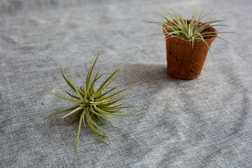 A shallow depth of field shot where the unpotted Tillandsia air plant in the foreground is rendered...