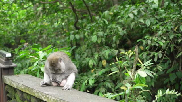 Adult male Balinese long tailed macaque monkey cleaning his genital part Macaca fascicularis