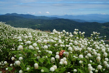 Gomphrena globosa