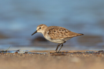Little Stint, fed by the water's edge