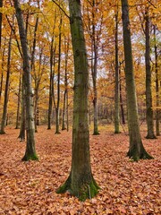 Autumn beech forest, relaxing atmosphere	