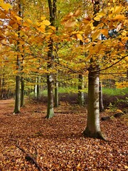 Autumn beech forest, relaxing atmosphere