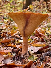 Funnel mushroom autumn fruit of the forest in the afternoon warm light	
