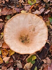 Funnel mushroom autumn fruit of the forest in the afternoon warm light	