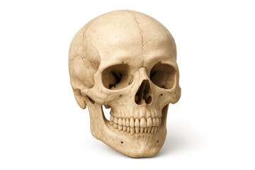 Obraz premium Human skull presenting anatomy, death, mortality, and science concepts on transparent background