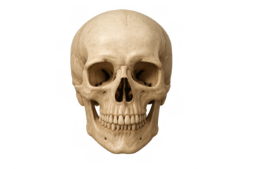 Human skull showing skeletal anatomy and structure, representing death, mortality, and memento mori concept with transparent background