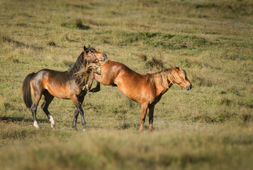Fototapeta premium Two young Kaimanawa horses playing back kick. Kaimanawa Range. New Zealand.