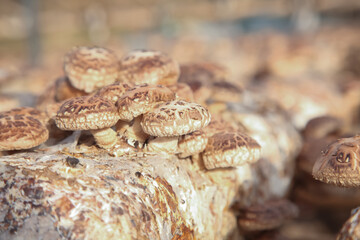 Shiitake Mushroom Cultivation on Artificial Logs in Commercial Greenhouse Farming Operation